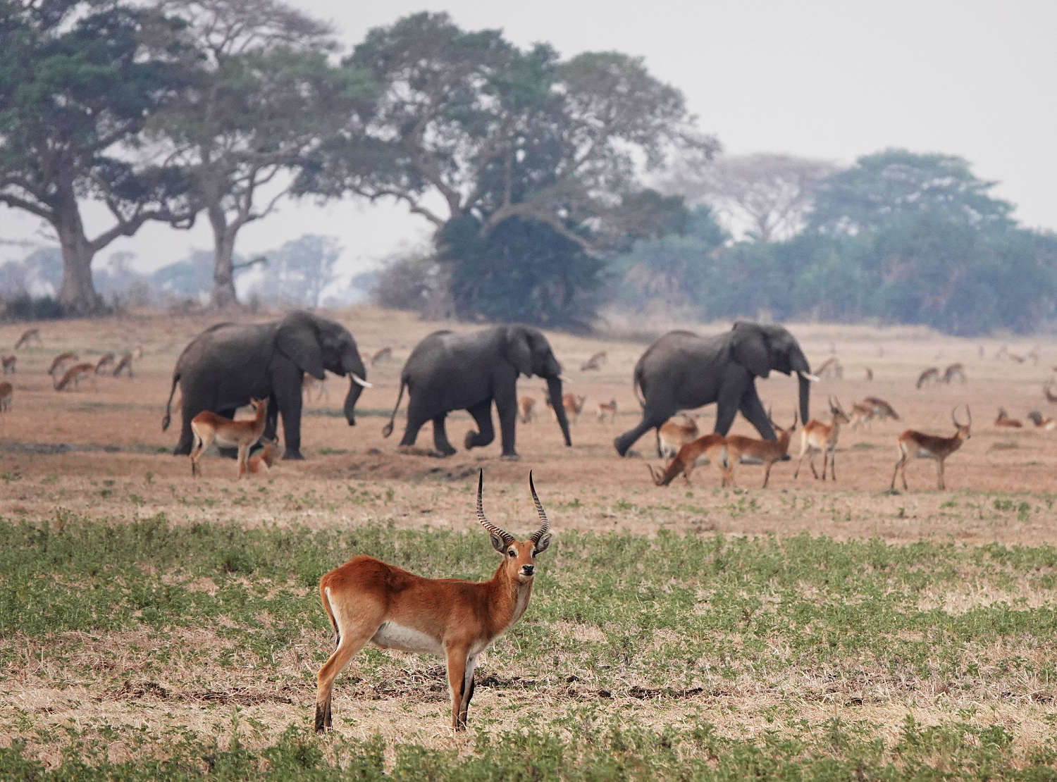 etosha paln-eau