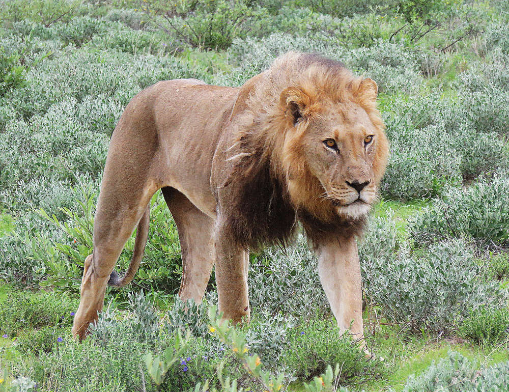 etosha paln-eau