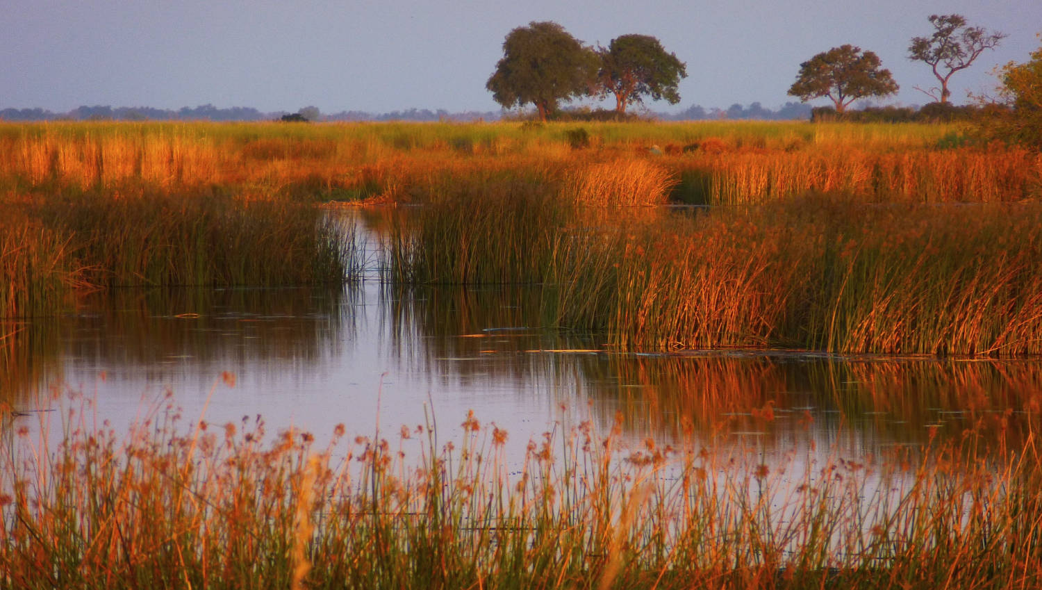 etosha paln-eau