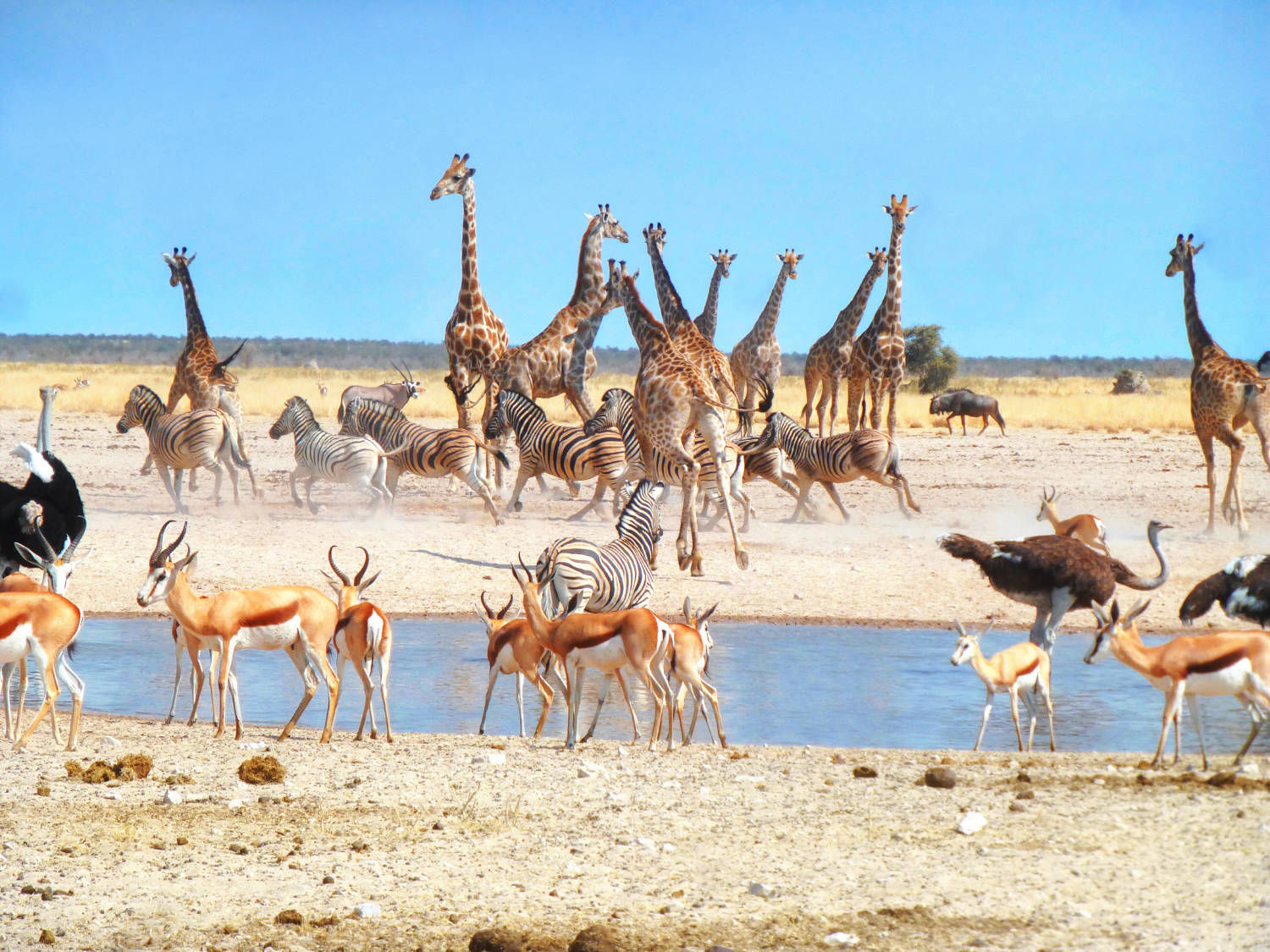 etosha paln-eau