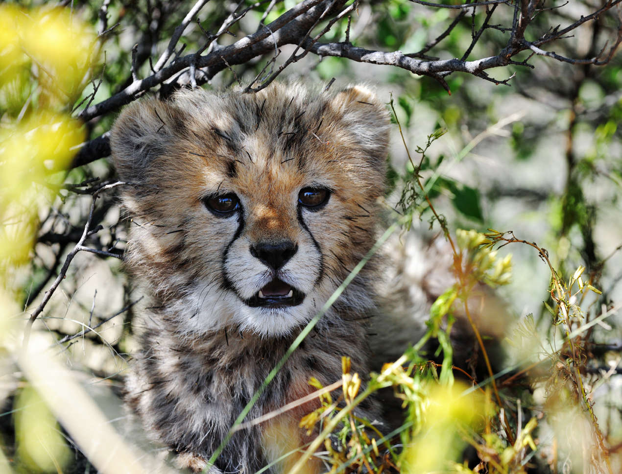 etosha paln-eau