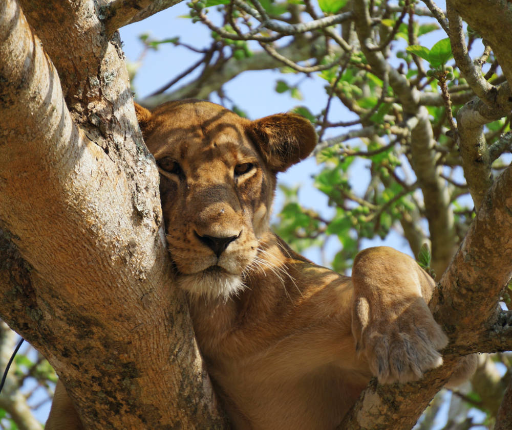 etosha paln-eau