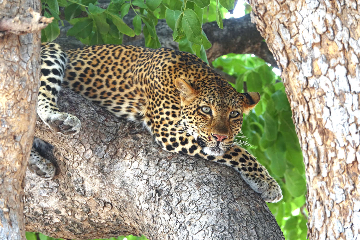 etosha paln-eau